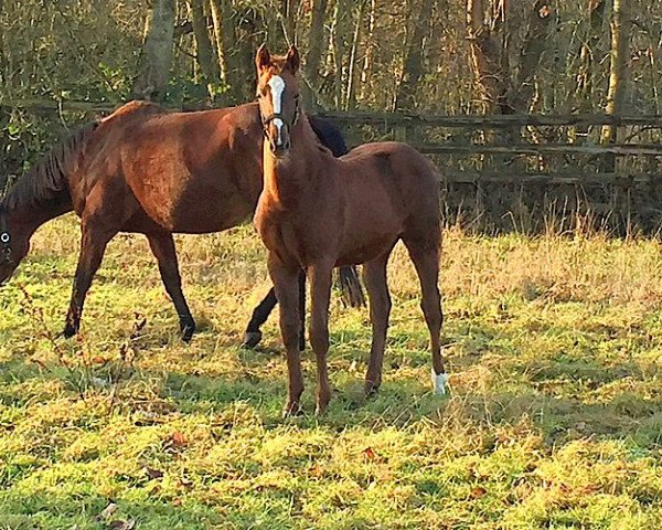 jumper Brenda Doeh (Hanoverian, 2019, from Balou Peggio)