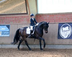 dressage horse Rohmann's Rubin (Westphalian, 2008, from Rohjuwel OLD)