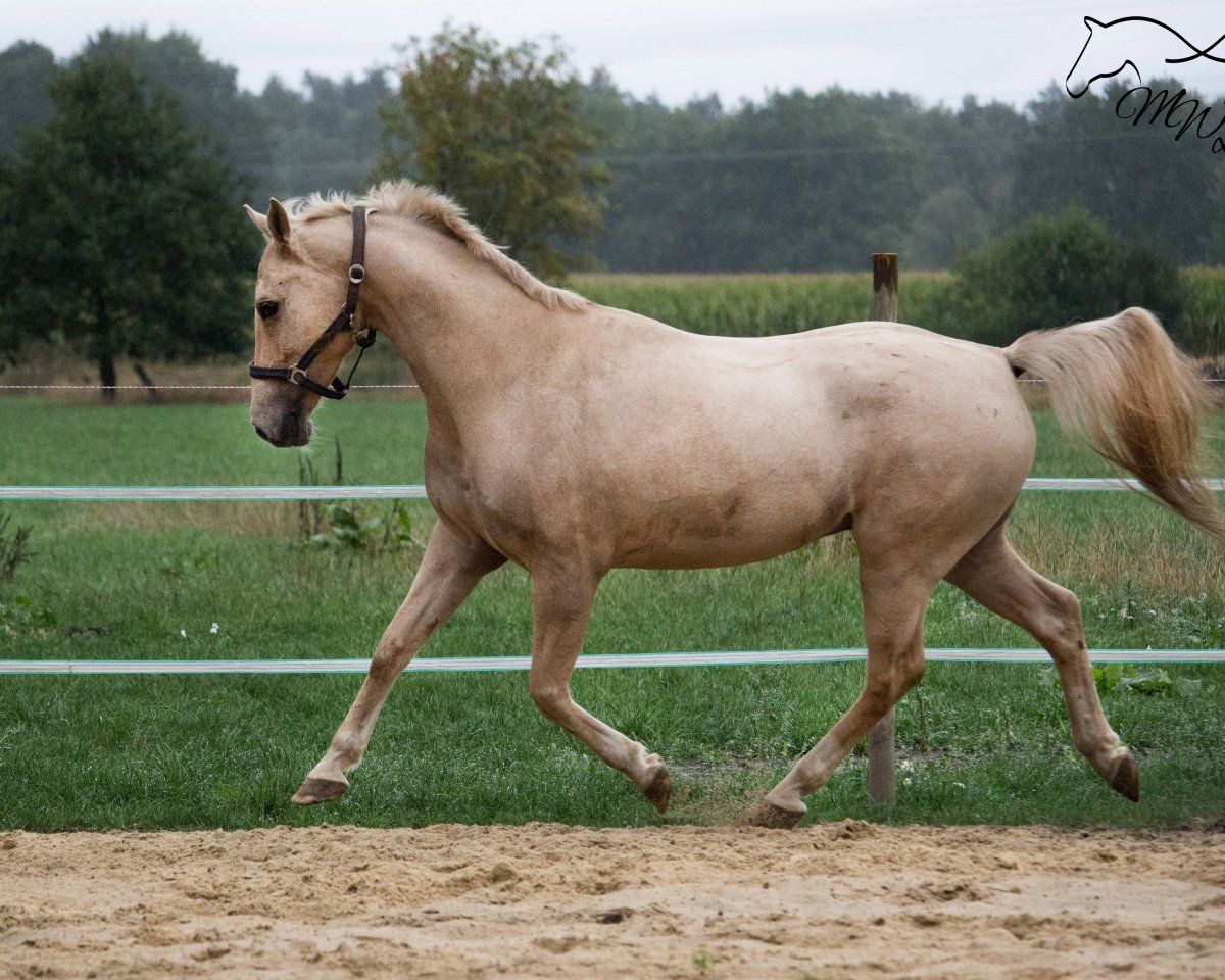 dressage horse Waldklees Ghost of Bo (German Riding Pony, 2009, from Graf Bo)
