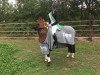 dressage horse Crown Classic Sign (German Riding Pony, 2009, from Classic Dancer I)