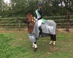 dressage horse Crown Classic Sign (German Riding Pony, 2009, from Classic Dancer I)