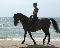 horse Nicola (New Forest Pony, 1994, from Feldhof's Orbit)