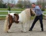 stallion Obelix v. Hoeve Eelwerd (Shetland Pony, 1999, from Heraut van Hoeve Eelwerd)