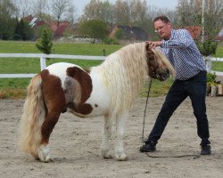 Deckhengst Obelix v. Hoeve Eelwerd (Shetland Pony, 1999, von Heraut van Hoeve Eelwerd)