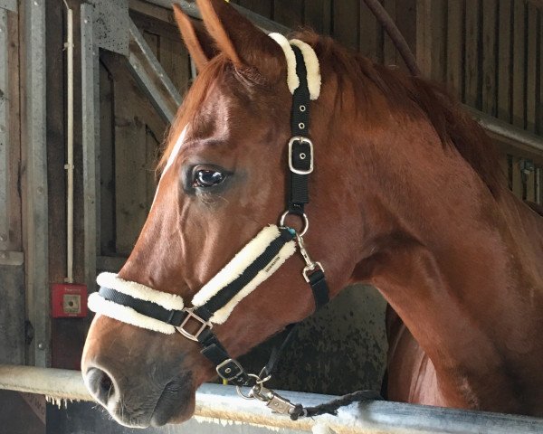 dressage horse Finn 123 (Hanoverian, 2013, from Fuechtels Floriscount OLD)