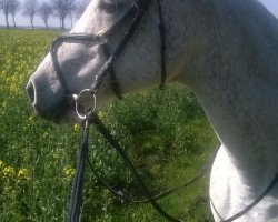 horse Kaadir El Asal ox (Arabian thoroughbred, 1997, from Sahaab Ibn Sahiba ox)