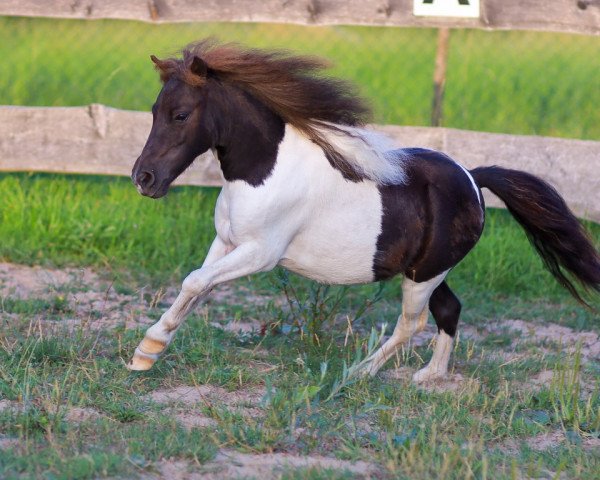 broodmare Alana von den Alleegärten (Shetland pony (under 87 cm), 2018, from Elmhorst Irish Coffee)