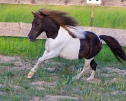 Pferd Alana von den Alleegärten (Shetland Pony (unter 87 cm), 2018, von Elmhorst Irish Coffee)