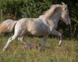 horse Irish Cream von den Alleegärten (Shetland Pony (unter 87 cm), 2018, from Elmhorst Irish Coffee)