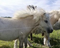 horse Marie von Karlsson (Dt.Part-bred Shetland pony, 2019, from Angelo)