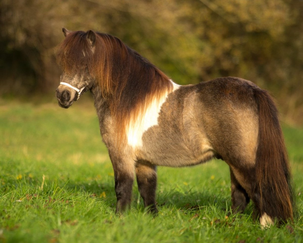 stallion Elmhorst Irish Coffee (Shetland pony (under 87 cm), 2013, from Hermits Inca Gold)