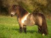 stallion Elmhorst Irish Coffee (Shetland pony (under 87 cm), 2013, from Hermits Inca Gold)