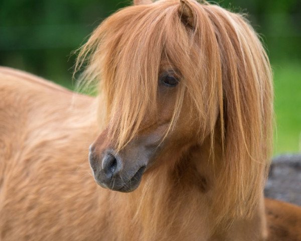 broodmare Charlotte van de Hoefnagel (Shetland pony (under 87 cm), 2009, from Wesley v. t Haveld)