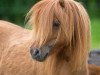 broodmare Charlotte van de Hoefnagel (Shetland pony (under 87 cm), 2009, from Wesley v. t Haveld)