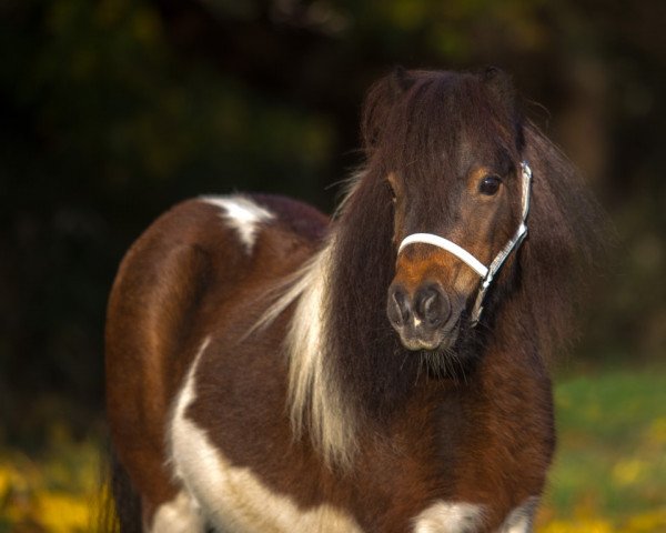 broodmare Aislinn of Dream Fields (Shetland pony (under 87 cm), 2007, from Morjoy Nickel)