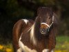 broodmare Aislinn of Dream Fields (Shetland pony (under 87 cm), 2007, from Morjoy Nickel)