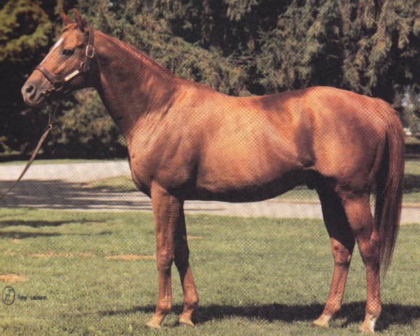stallion Affirmed xx (Thoroughbred, 1975, from Exclusive Native xx)