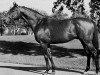 stallion Citation xx (Thoroughbred, 1945, from Bull Lea xx)