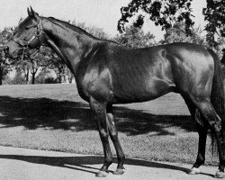 stallion Citation xx (Thoroughbred, 1945, from Bull Lea xx)