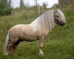 stallion Elmhorst Elliot (Shetland pony (under 87 cm), 2015, from Edgar van de Keistal)