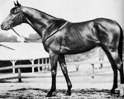 stallion Count Fleet xx (Thoroughbred, 1940, from Reigh Count xx)