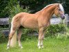 dressage horse Borneo (Haflinger, 2013, from Bravado)