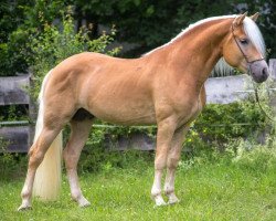 dressage horse Borneo (Haflinger, 2013, from Bravado)