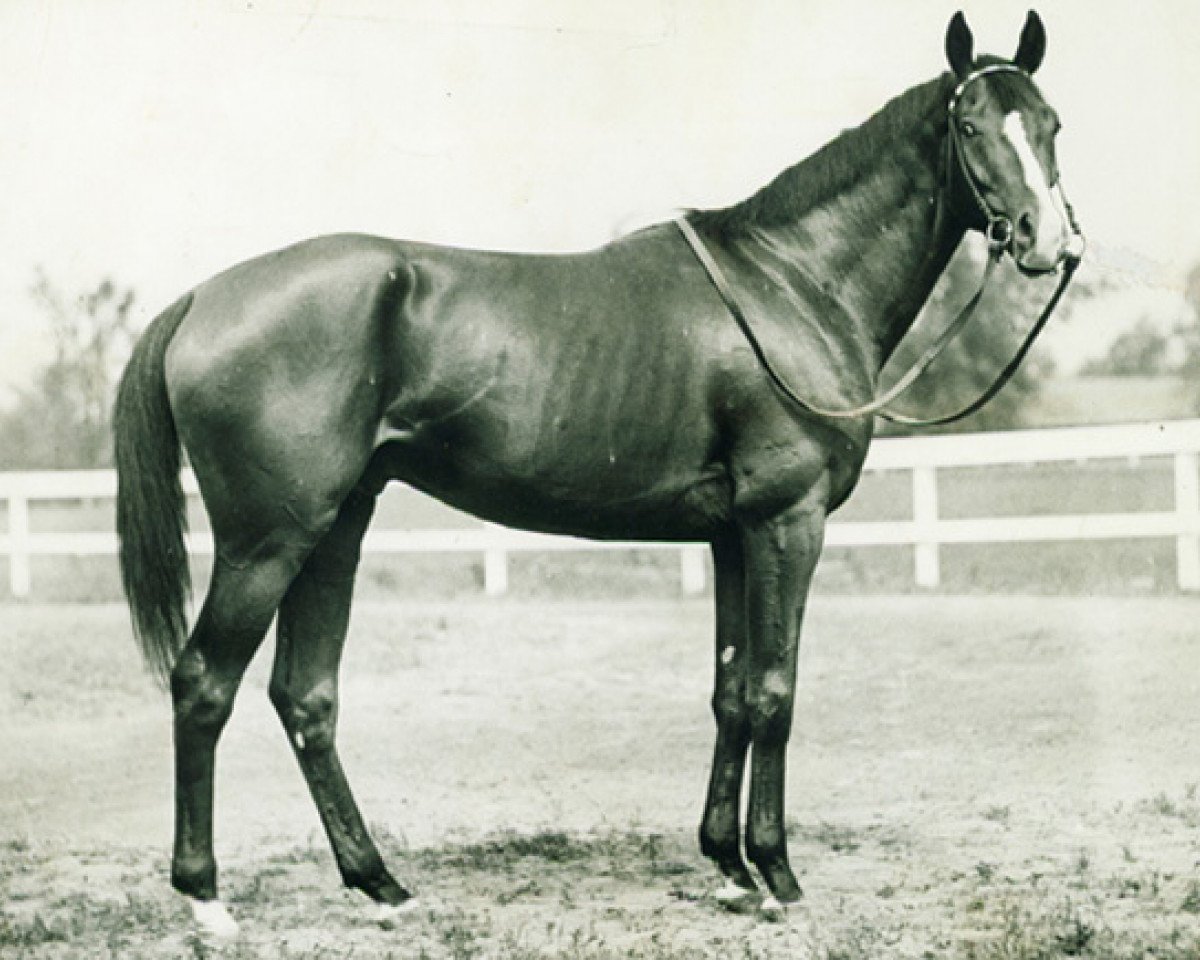 Deckhengst Gallant Fox xx (Englisches Vollblut, 1927, von Sir Gallahad III xx)