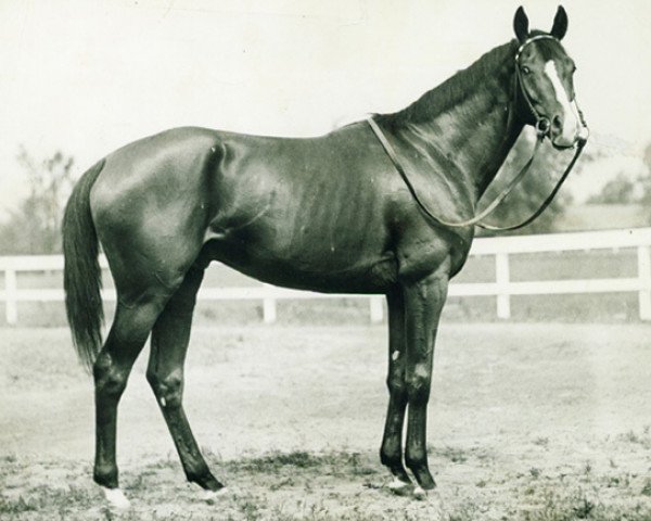 stallion Gallant Fox xx (Thoroughbred, 1927, from Sir Gallahad III xx)