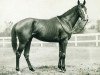 Pferd Gallant Fox xx (Englisches Vollblut, 1927, von Sir Gallahad III xx)