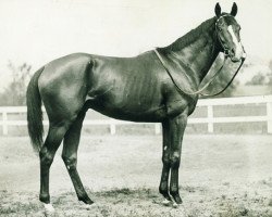 stallion Gallant Fox xx (Thoroughbred, 1927, from Sir Gallahad III xx)