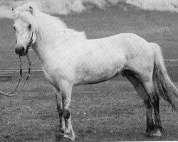 Deckhengst Kulur frá Eyrarbakka (Islandpferd, 1969, von Héðinn frá Vatnagörðum)