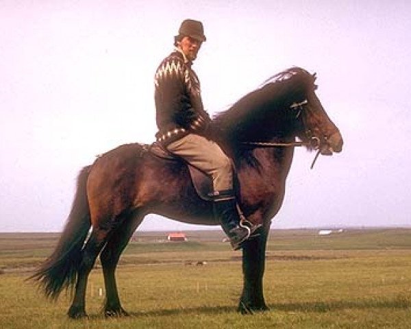 stallion Héðinn frá Vatnagörðum (Iceland Horse, 1966, from Hörður frá Kolkuósi)