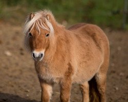 broodmare Schalenburgs Diva (Shetland pony (under 87 cm), 2012, from Prince van de Wijzend)