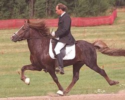 stallion Vorboði frá Íbishóli (Iceland Horse, 1984, from Atli fra Sydra-Skördugili)