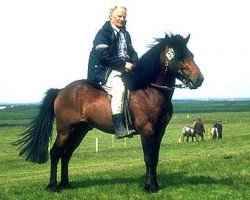 stallion Kolbakur frá Gufunesi (Iceland Horse, 1968, from Óðinn frá Gufunesi)