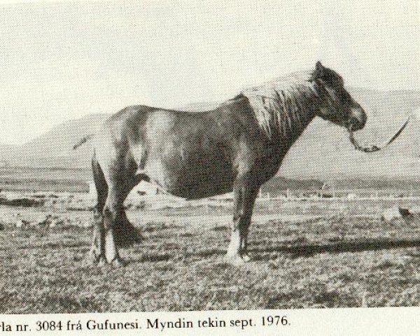 broodmare Perla fra Gufunesi (Iceland Horse, 1956, from Bakkus fra Korpulfsstödum)