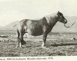 Zuchtstute Perla fra Gufunesi (Islandpferd, 1956, von Bakkus fra Korpulfsstödum)