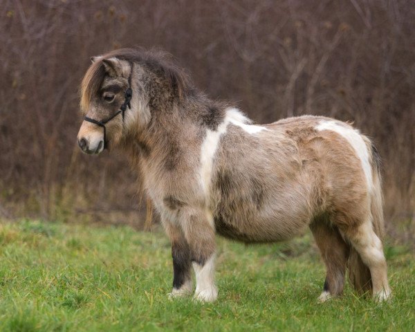 broodmare Lucky Shamrock of Bavarian Sea (Shetland pony (under 87 cm), 2010, from Schalenburgs Orakel)