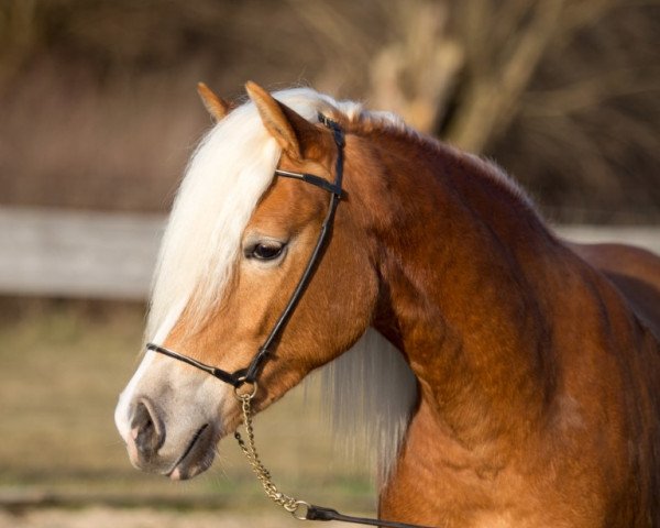 broodmare Soreyah-Sahar von den Alleegärten (Haflinger, 2013, from liz. 205/T Apollo)