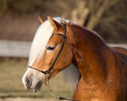 Pferd Soreyah-Sahar von den Alleegärten (Haflinger, 2013, von liz. 205/T Apollo)