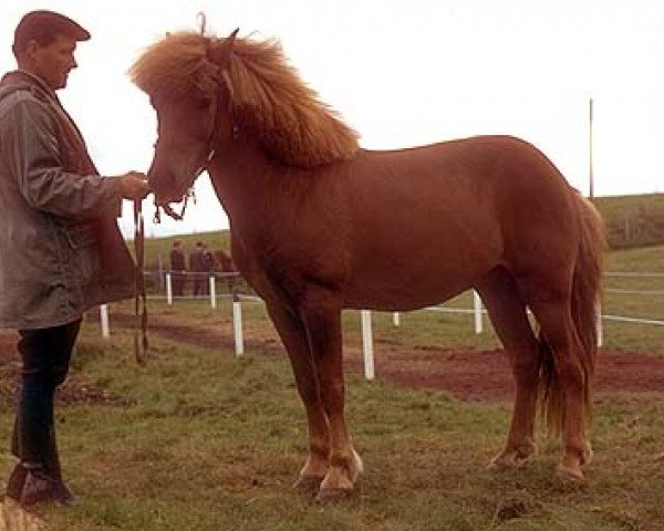 stallion Neisti frá Skollagróf (Iceland Horse, 1959, from Gráni frá Sauðárkróki)