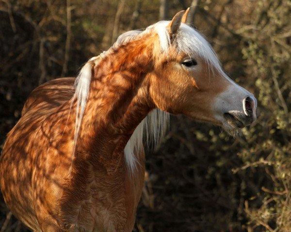 broodmare Novacella (Haflinger, 2009, from Nobelius)