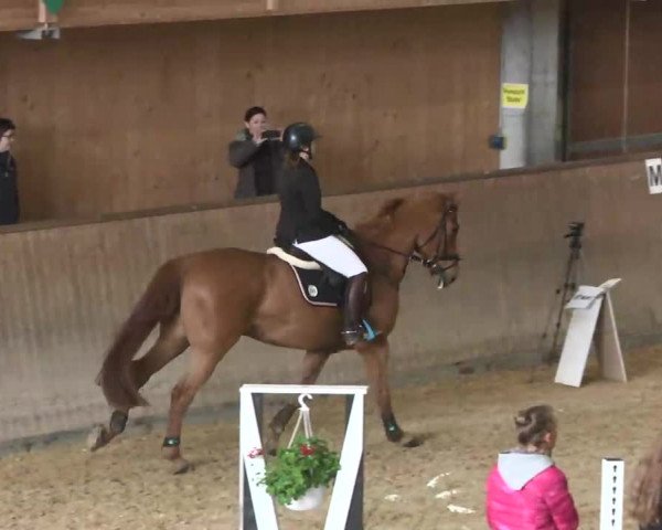 Hallenspringturnier Friedrichshafen-Ailingen 2016