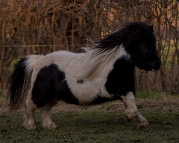 Zuchtstute Elmhorst Selina (Shetland Pony (unter 87 cm), 2013, von Benjamin v. Stal Ankeveen)