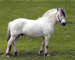 horse Høg Sølvar (Fjord Horse, 1998, from Viljar Brim N.2793)