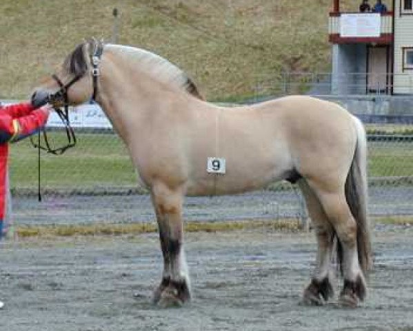 stallion Veslekar N.2817 (Fjord Horse, 1996, from Sæthersblakken N.2711)