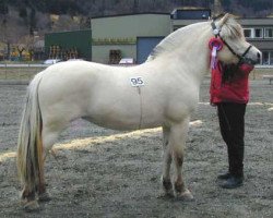 broodmare Myklemøy (Fjord Horse, 1998, from Viljar Brim N.2793)