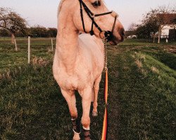 jumper Golden Irish Tale (Irish Sport Horse, 2010, from Clonlara's Maam Hill Houdini)