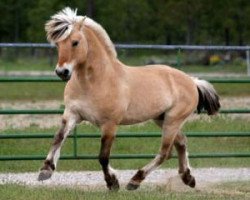 stallion Tico (Fjord Horse, 1998, from Inco)